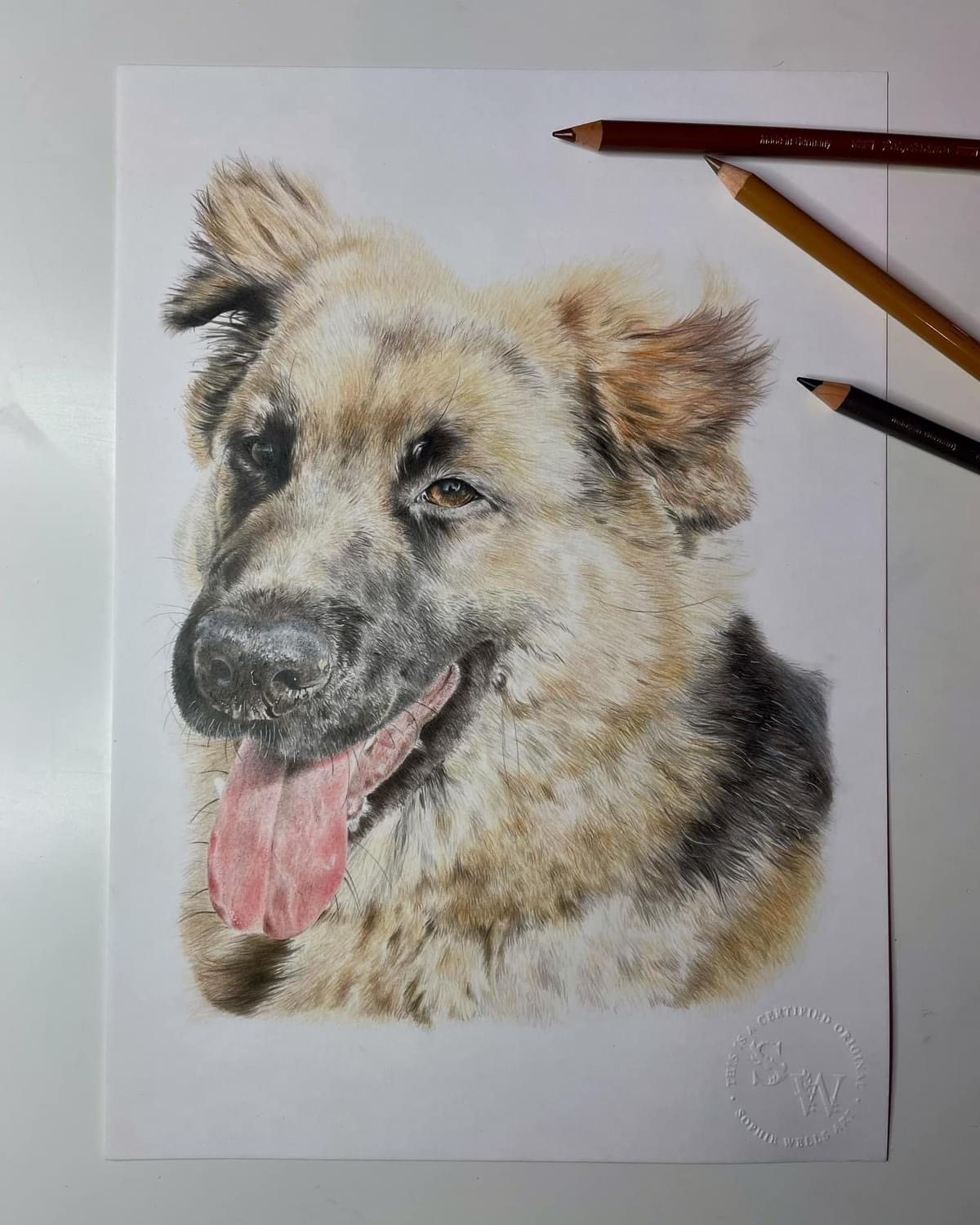 German Shepherd Portrait